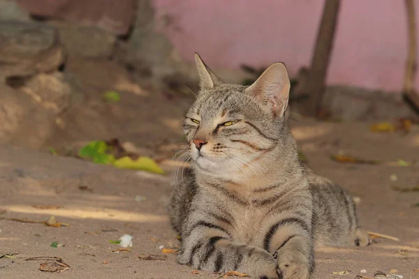 Chat Compagnie Est Assis Dehors Dans Cour Maison Regardant Caméra — Photo