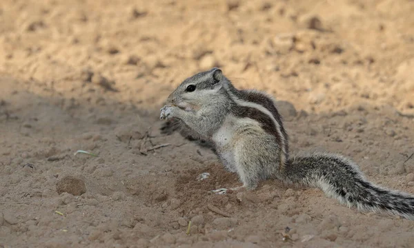 Ein Schönes Eichhörnchen Frisst Weizenkeime Aus Der Erde — Stockfoto