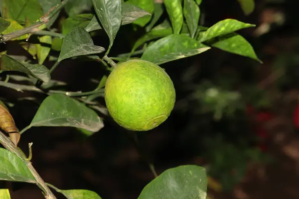 Limão Ligeiramente Maduro Limão Jardim — Fotografia de Stock