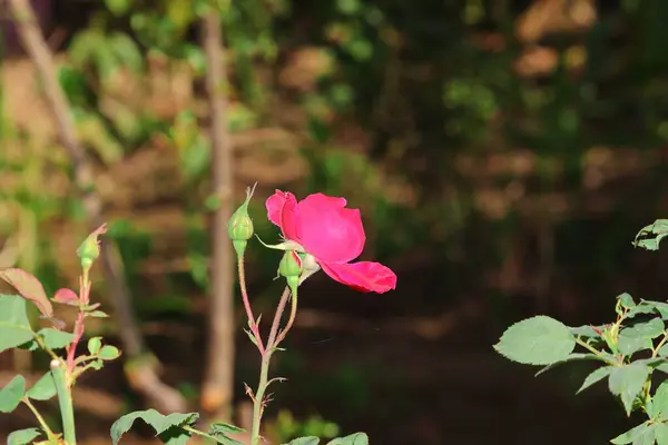 ネイティブバラの植物に咲く庭のピンクの花の背景がぼやけている — ストック写真