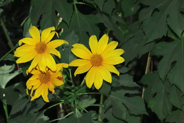 Wilde Sonnenblumen Gelbe Blumen Blühen Garten — Stockfoto