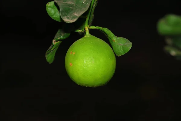 Green Raw Lemon Tree Branch Hanging Black Background — Stock Photo, Image