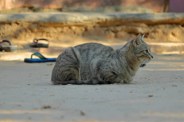 Beau Chat Assis Dans Cour Devant Maison — Photo