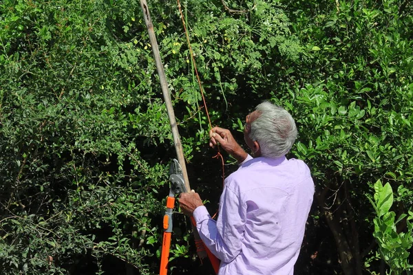 Uma Árvore Agricultora Indiana Arrancando Uma Árvore Moringa Oleifera Com Imagens De Bancos De Imagens Sem Royalties