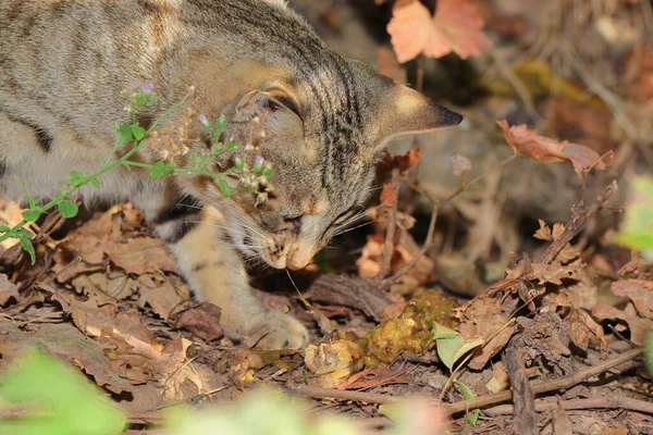 Chat Vomit Dans Jardin Images De Stock Libres De Droits