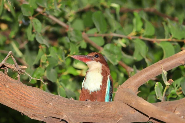 A kingfisher bird resting on a tree, india