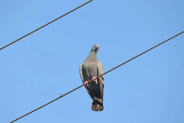 一只鸽子 栖息在印度的电线上 — 图库照片