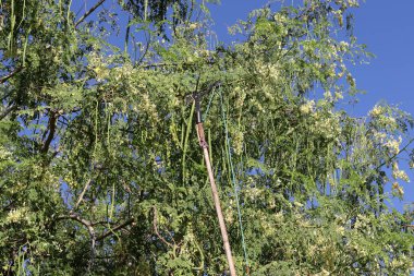 Hindistan 'daki Moringa oleifera ağacından sarkan bir sürü olgun yeşil uzun meyve.
