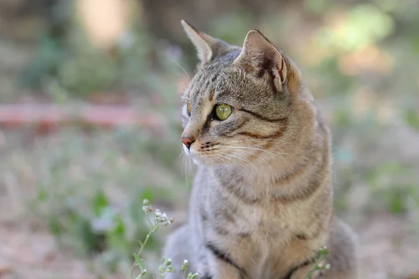 Profile View Photo Cat Sitting Garden India — Stock Photo, Image