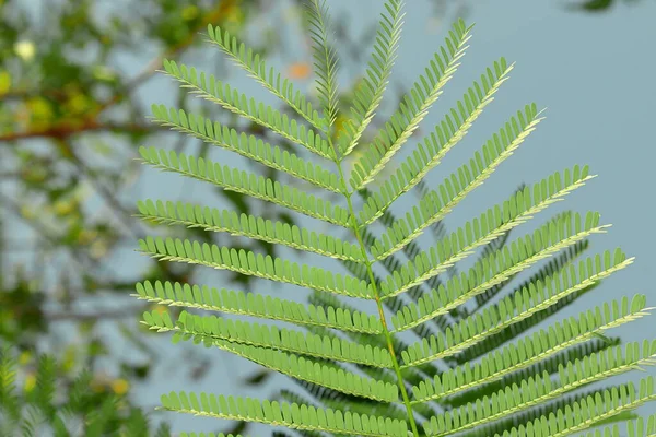 Fondo Hermosas Hojas Flor Gulmohar India —  Fotos de Stock