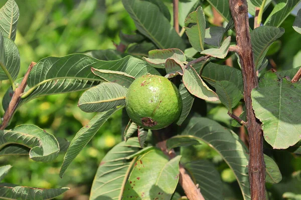 Guava ağacında asılı yeşil guava meyvesi, Hindistan