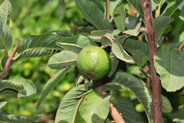 A green guava fruit hanging on a guava tree, india