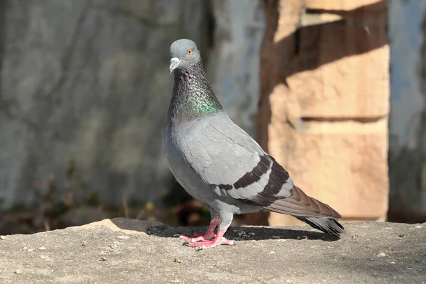 Oiseau Pigeon Assis Sur Rocher Inde — Photo