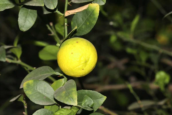 Amarelo Maduro Limoeiro Pendurado Galho Árvore Jardim Índia — Fotografia de Stock