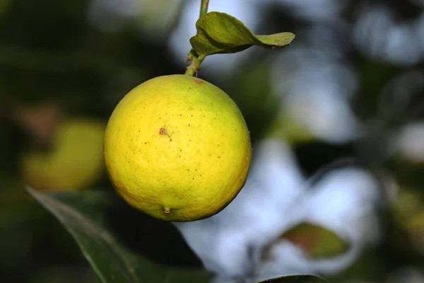 Yellow lemon tree hanging from the tree branch in the garden, india