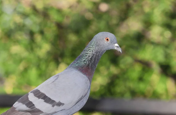 Profil Widok Zdjęcie Gołębia Ptaka Otwartym Środowisku Rozmyte Tło Natury — Zdjęcie stockowe
