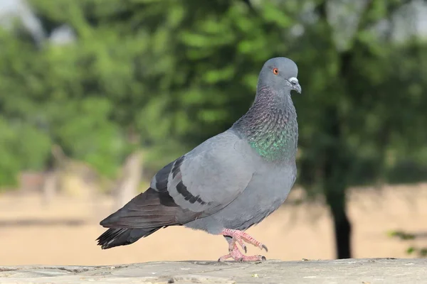 Ein Taubenvogel Auf Einem Felsen Indien — Stockfoto