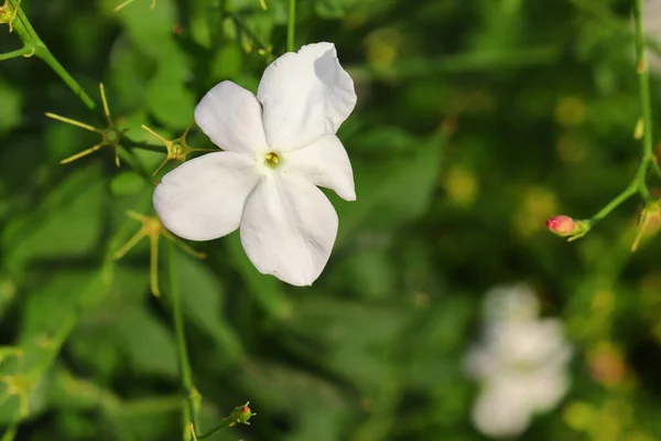 Jasmin Weiße Blume Blüht Auf Jasminrebe Indien — Stockfoto