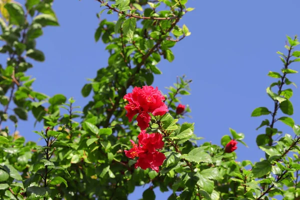 Bellissimi Fiori Ibisco Rosso Che Sbocciano Sugli Alberi Uno Sfondo — Foto Stock