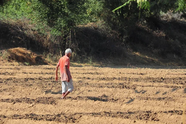 Indian Farmer Oversees Sown Crop India — Stock Photo, Image