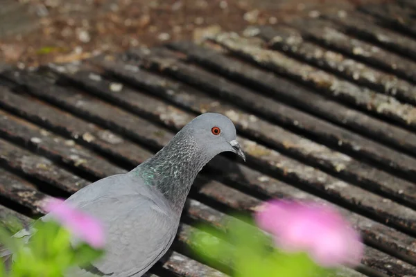 Hindistan Demir Bir Izgaranın Üzerinde Oturan Bir Güvercin Kuşunun Profil — Stok fotoğraf