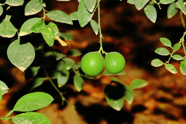 Two Raw Limbs Hanging Tree Branch Lemon Garden India — Stock Photo, Image