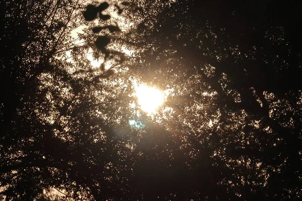 Rayos Del Sol Brillante Que Viene Las Hojas Los Árboles — Foto de Stock