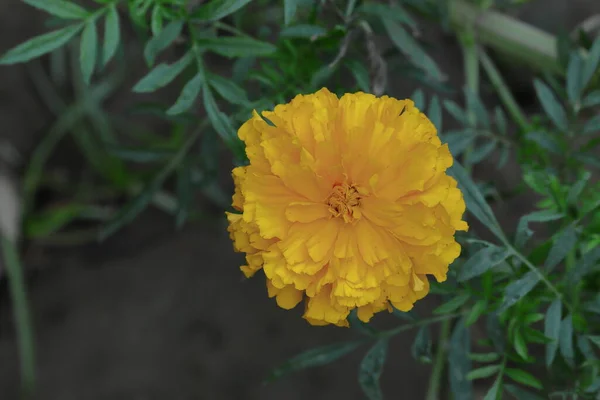 Beautiful marigold blooms on the plant in the garden, india