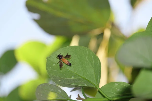一只蜜蜂在绿叶上休息以躲避花园里的炎热 — 图库照片