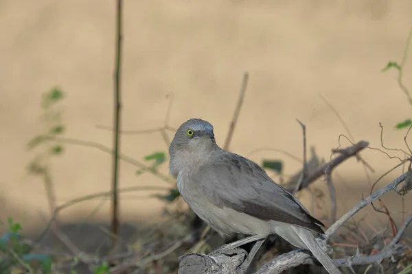 Ein Schöner Vogel Der Auf Dem Holz Ruht Indien — Stockfoto