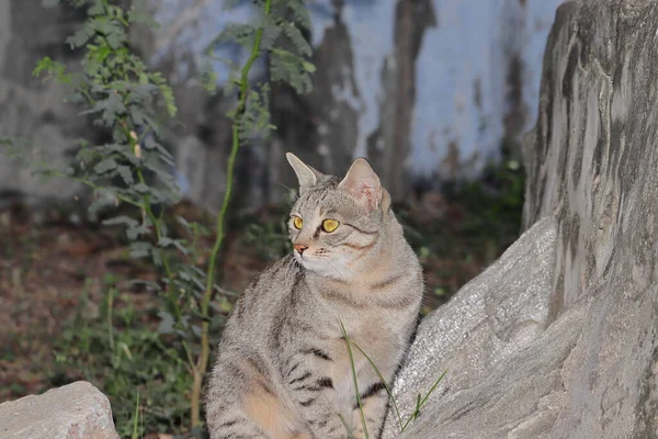 Seekor Kucing Peliharaan Duduk Tebing India — Stok Foto
