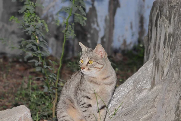 Gatto Domestico Seduto Una Scogliera India — Foto Stock