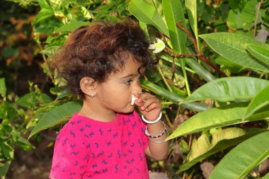 A beautiful Indian child smells a white jasmine or champa flower in the garden, india clipart