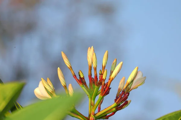 Flor Champa Cor Branca Abre Jardim Índia — Fotografia de Stock