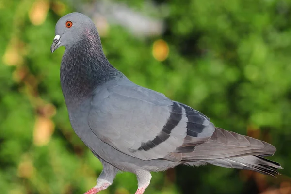 Taube Vogel Lizenzfrei Foto Indien — Stockfoto