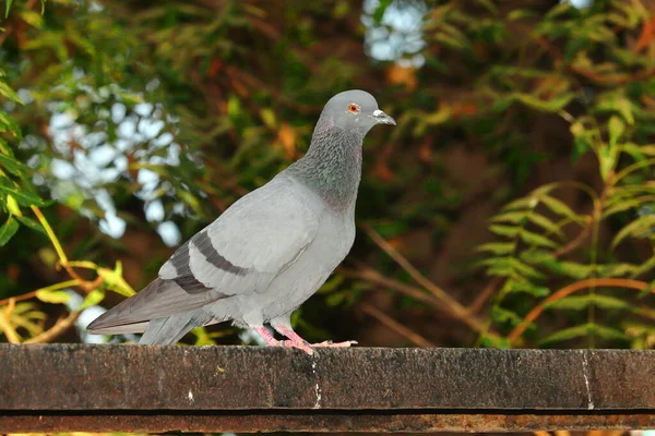 Taubenvogel Sitzt Auf Eisenstange Indien — Stockfoto