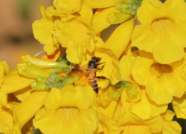 Una Abeja Recolectando Miel Flores Amarillas Abejas Melíferas — Foto de Stock