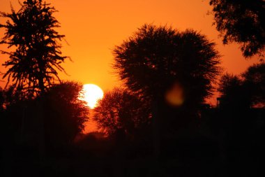 Akşam Hindistan 'da güneş battığında vahşi ağaçların siluet fotoğraf görüntüsü