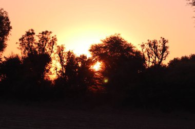 Hindistan kırsal kesiminden akşamları çekilen siluet ağaçlarının fotoğrafları.