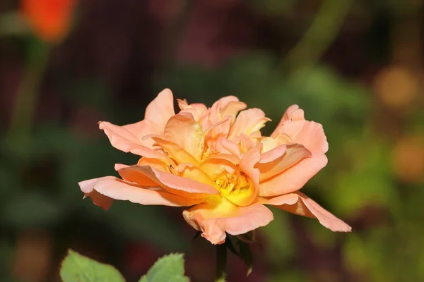 Piękny Świeży Kwiat Pomarańczowej Żółtej Róży Kwitnącej Ogrodzie Indie — Zdjęcie stockowe