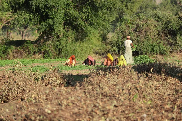 Rajasthan India Oktober 2020 Fyra Lantbrukare Kvinna Ogräsrensning Fält — Stockfoto