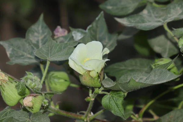 Färska Vita Blommor Blomma Bomullsplantor Fält Indienasien — Stockfoto