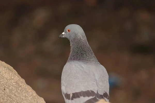 Vue Rapprochée Oiseau Pigeon Assis Extérieur Inde Asie — Photo