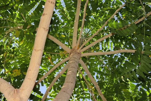 Όμορφα Κλαδιά Του Δέντρου Arjuna Εξαπλώθηκαν Ινδία Ασία Ασιατικός Ινδικός — Φωτογραφία Αρχείου