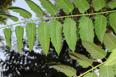 Arkaplanı bulanık güzel yeşil ağaç yaprakları, Hint Asya bahçesi