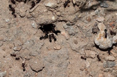 Karınca yuvası, koloni, büyük karıncalar etrafında çalışan bir sürü karınca. Hindistan