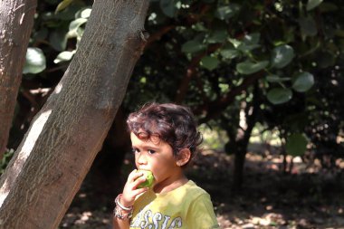 Hindistan-Asya bahçesinde guava meyvesi yiyen güzel bir Hintli çocuk ya da çocuk.