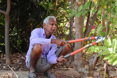 Yaşlı bir Hintli çiftçi ya da bir bahçe ya da tarla kemeri yardımıyla Hindistan-Asya ağaçlarının verimsiz dallarını kesen bir adam.