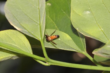 Arılar yeni yeşil yapraklardan bal arıyorlar, Hindistan-Asya. Arıcılık, arıcılığın yaşam döngüsü, arıcılığın tanıtımı ve arıcılığın insan yaşamındaki rolü