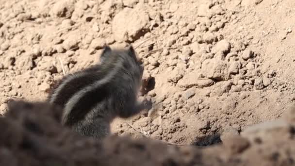 Uno Scoiattolo Cerca Chicchi Chicchi Grano Dal Campo Campo Seminato — Video Stock